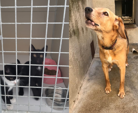 Arezzo: Lav si appella al Sindaco Alessandro Ghinelli e al Presidente della regione Toscana Enrico Rossi, affinché il cane e i gatti conviventi con la gatta morta per lyssavirus possano fare rientro nella propria famiglia, pronta ed attrezzata per garantirne la sicurezza sanitaria