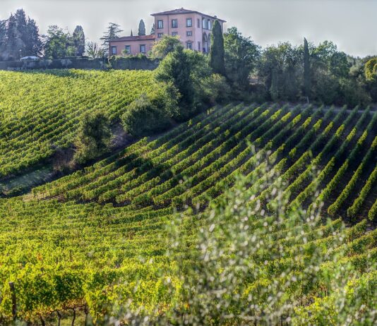 Falsi vini doc Bolgheri Sassicaia