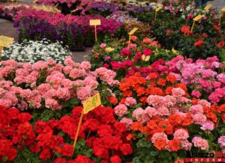 Coronavirus, oltre 800mila euro di sovvenzioni straordinarie per le aziende floricole