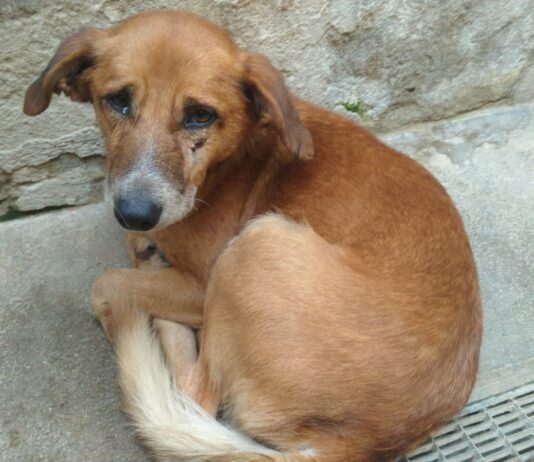 Ritrovato un cane in autostrada vicino al casello di Arezzo, per info contattare il canile