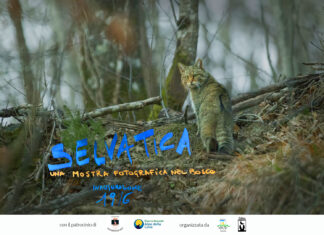 “Selvatica”, una mostra fotografica nel bosco