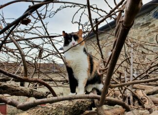 Venticinque gatti da salvare ad Anghiari