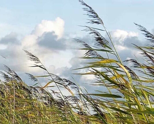 Vento, codice giallo esteso a quasi tutta la regione