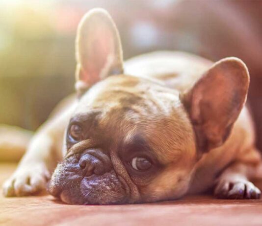 A Sansepolcro controlli della Municipale contro le deiezioni dei cani in strada