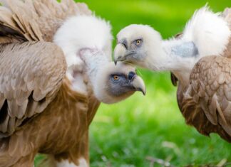 È possibile somministrare una dose di richiamo (terza dose) di Comirnaty almeno 6 mesi dopo la seconda dose