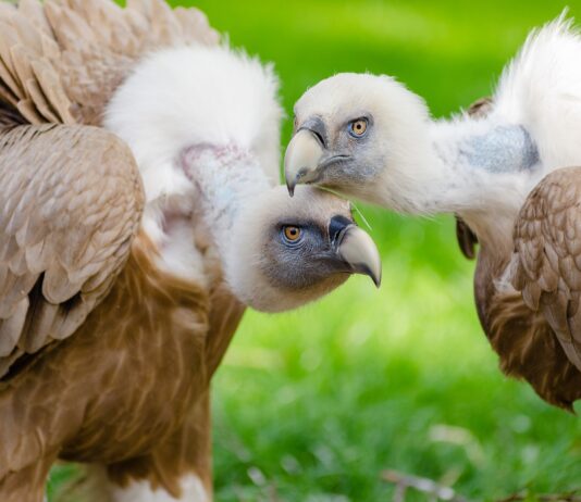 È possibile somministrare una dose di richiamo (terza dose) di Comirnaty almeno 6 mesi dopo la seconda dose