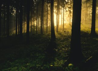 Si perde nei boschi di Poti mentre è alla ricerca di funghi, recuperato dai vigili del fuoco