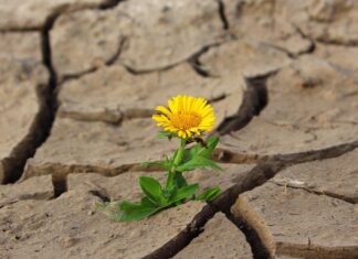 Siccità, Coldiretti: bene proroga periodo irriguo