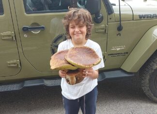 Nei boschi del Casentino trovato un porcino di oltre 2 chili