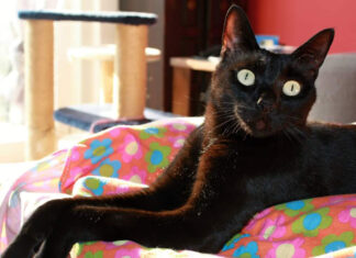 Oggi è il black Cat day