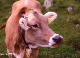 In arrivo i bandi 2023 su allevamento razze autoctone e biologico per 209 milioni di euro