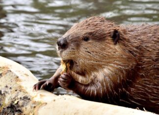 ANBI conferma il ritorno dei castori in Valtiberina