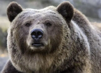 Leal ha le prove, JJ4 è innocente! La perizia veterinaria forense la scagiona