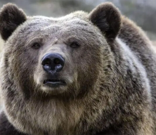 Leal ha le prove, JJ4 è innocente! La perizia veterinaria forense la scagiona