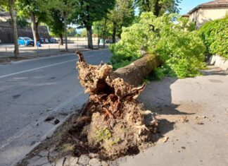 Verde pubblico, Innocenti: “Sicurezza e riqualificazione ambientale vanno di pari passo”