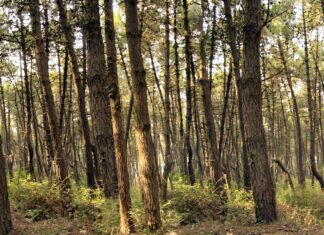 Si perdono nel bosco in zona senza segnale, individuati e salvati grazie a nuovo servizio di emergenza