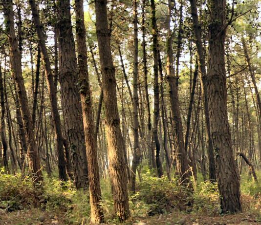 Si perdono nel bosco in zona senza segnale, individuati e salvati grazie a nuovo servizio di emergenza