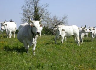 La Regione Toscana sostiene gli allevatori per l’acquisto di animali riproduttori