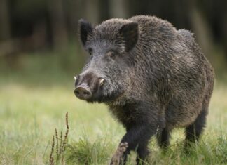 Cinghiali in città, le precisazioni dell’Amministrazione Comunale