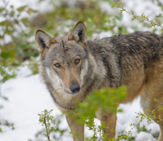 Il Cai di Arezzo presenta la mostra sui grandi carnivori