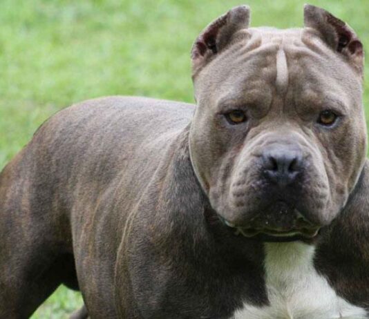 Bambina di due anni e mezzo azzannata da un pitbull: è emergenza aggressioni
