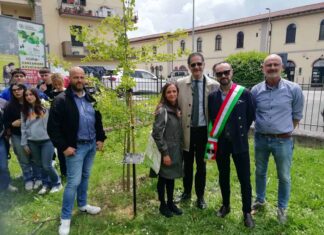 Un esemplare di “Ginko Biloba” nel parco XXV aprile a Sansepolcro