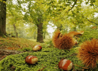 Tutto pronto per la Festa della Castagna di Caprese Michelangelo