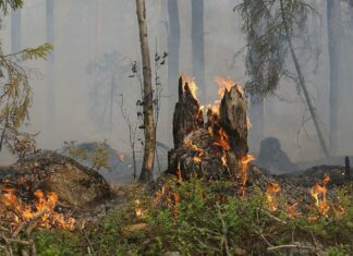 Dal 13 giugno scatta in Toscana il periodo a rischio incendi boschivi